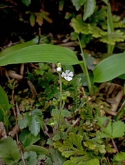 Stimpsonia chamaedryoides, photograph (c) jimmy, some rights reserved (CC BY)