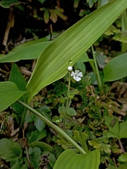 Stimpsonia chamaedryoides, photograph (c) jimmy, some rights reserved (CC BY)