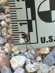 Nemacladus secundiflorus robbinsii