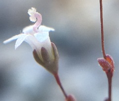 Nemacladus secundiflorus robbinsii