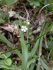 Stimpsonia chamaedryoides, photograph (c) jimmy, some rights reserved (CC BY)