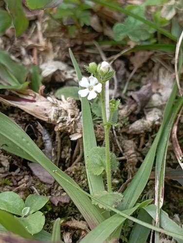 Stimpsonia chamaedryoides, photograph 3