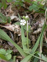 Stimpsonia chamaedryoides, photograph (c) jimmy, some rights reserved (CC BY)