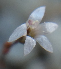 Nemacladus secundiflorus robbinsii