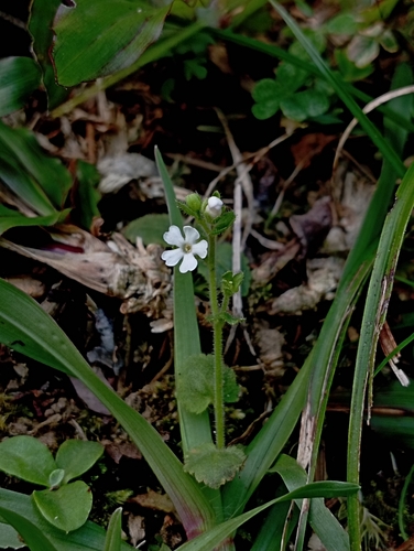 Stimpsonia chamaedryoides, photograph 4