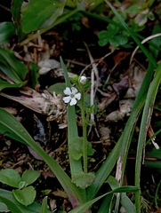 Stimpsonia chamaedryoides, photograph (c) jimmy, some rights reserved (CC BY)