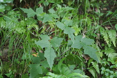 Synurus deltoides palmatopinnatifidus