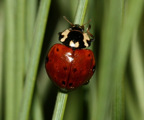 Ladybugs of the US · iNaturalist