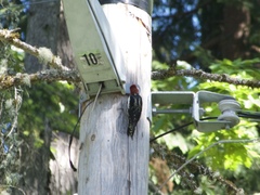 Sphyrapicus ruber