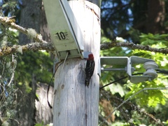 Sphyrapicus ruber