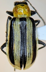 Acalymma trivittatum