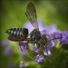 Boreocoelioxys