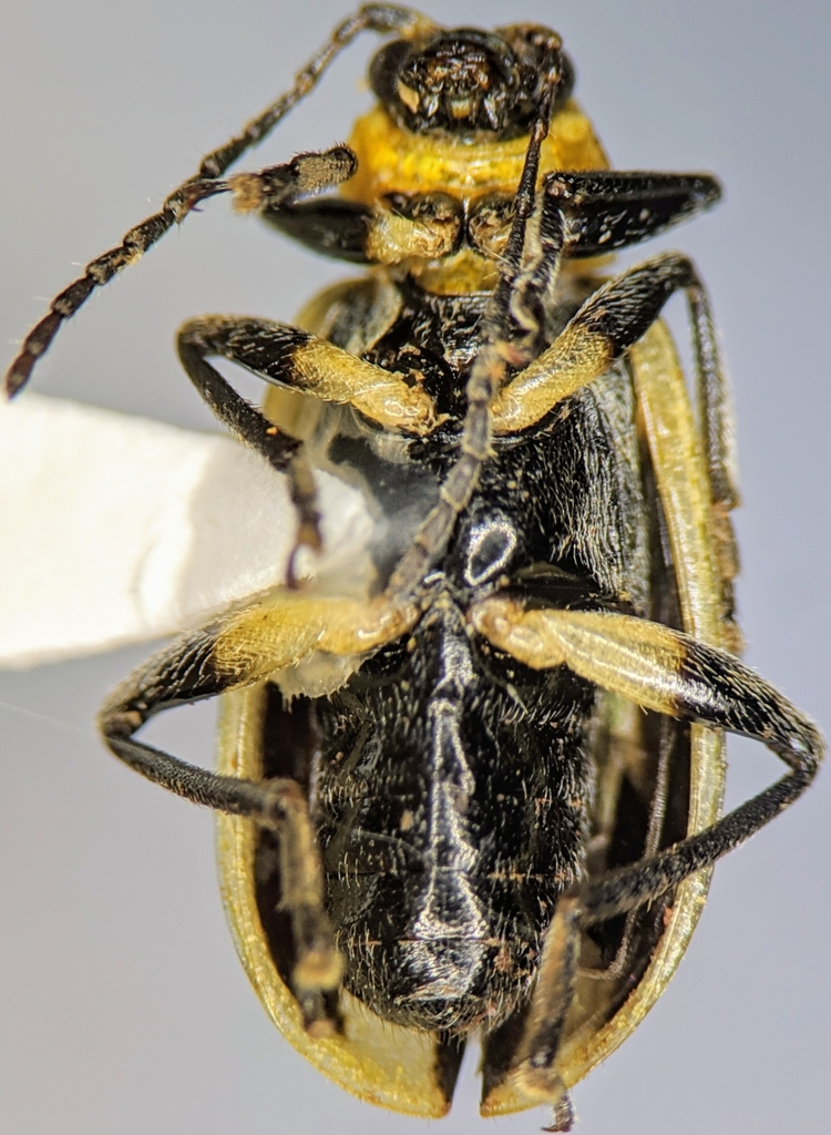 Western Striped Cucumber Beetle