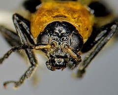 Acalymma trivittatum