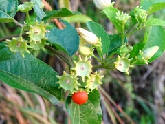 Lycianthes lenta