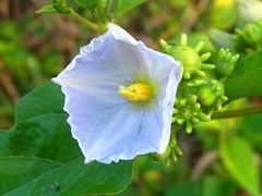 Lycianthes lenta