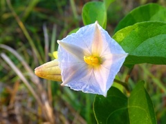 Lycianthes lenta
