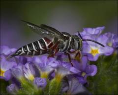 Coelioxys slossoni