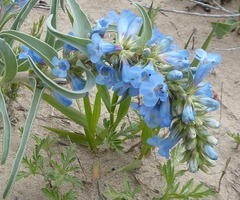 Penstemon angustifolius