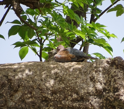 Laughing Dove