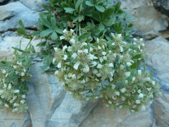 Potentilla caulescens