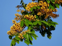 Pterocarpus rohrii