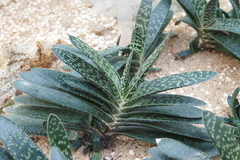 Gasteria