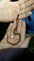 Storeria occipitomaculata obscura