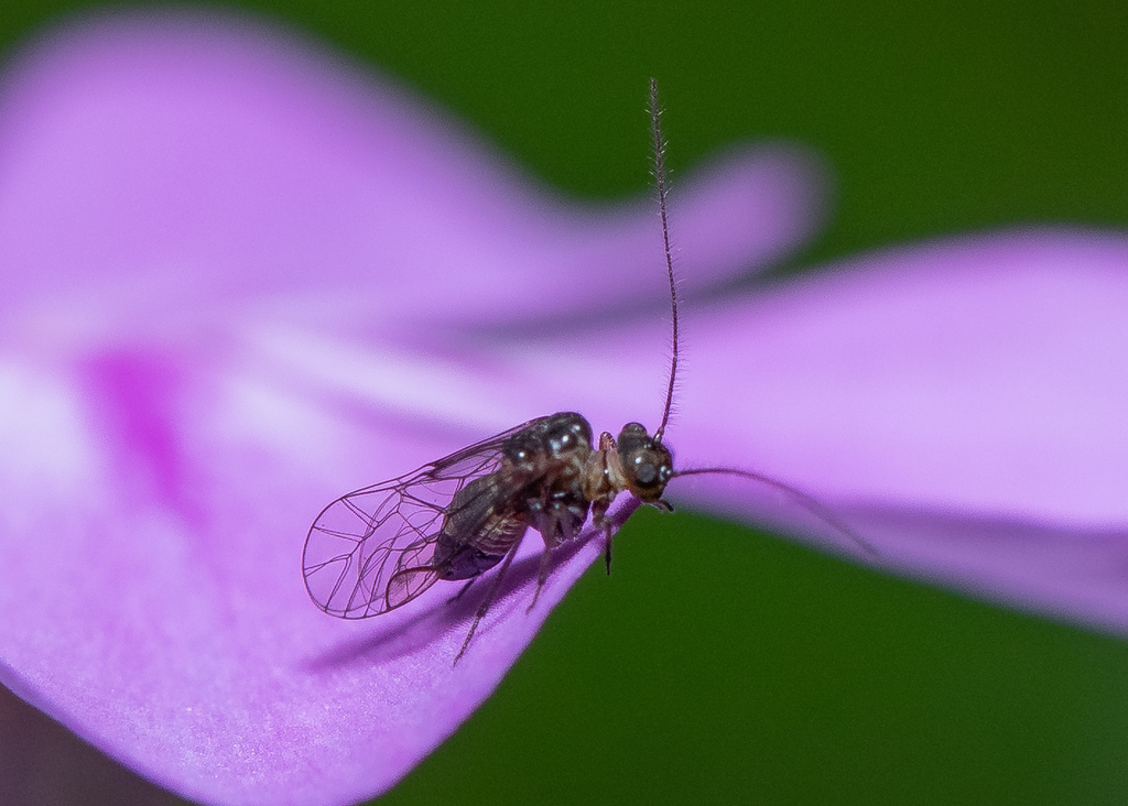 Blastopsocus lithinus from winston county ms usa on may 18 2024 at