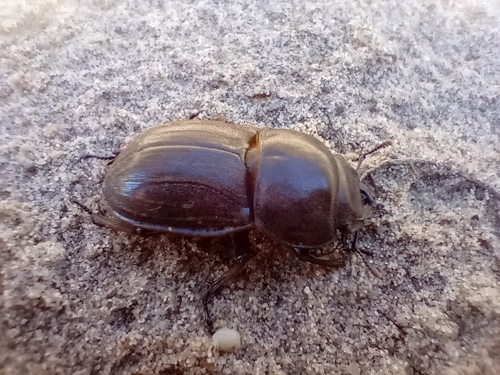 Photo of Helms's Stag Beetle (Geodorcus helmsi)