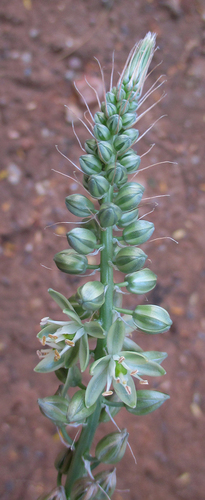 Albuca virens subsp. virens image