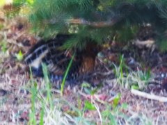 Coturnicops noveboracensis