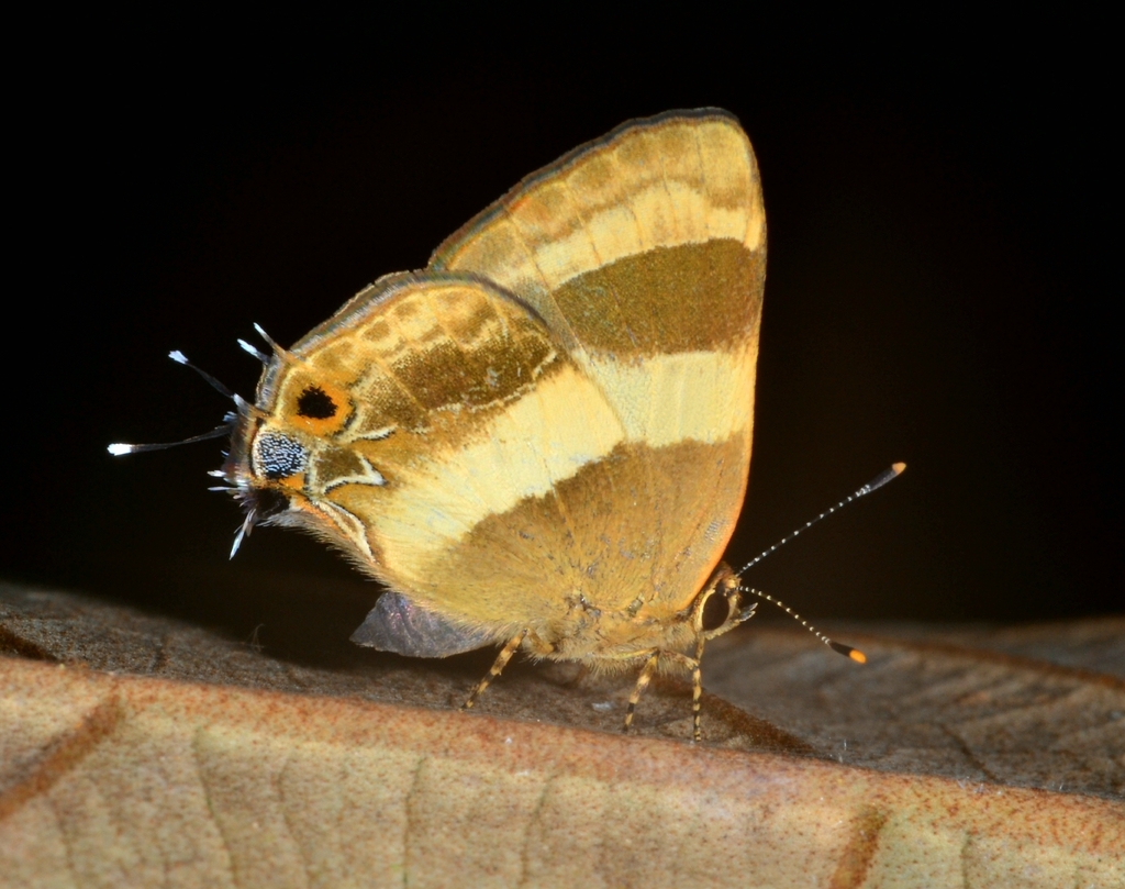 Single-banded Groundstreak