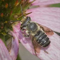 Litomegachile