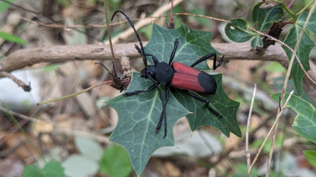 Purpuricenus linsleyi