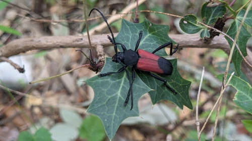 Purpuricenus linsleyi