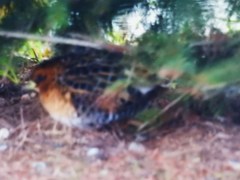 Coturnicops noveboracensis