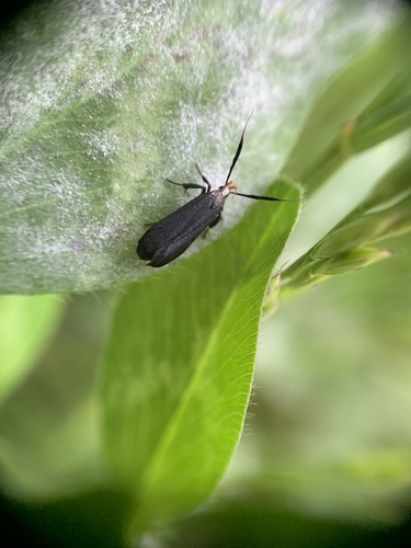 Little Devil Moth photo 2