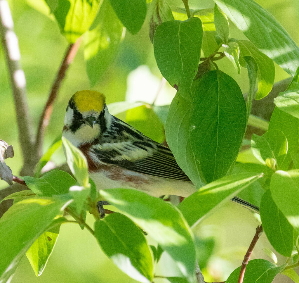 Chestnut-sided Warbler from Lucas County, OH, USA on May 8, 2024 at 04: ...