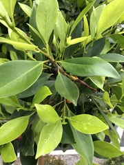 Ficus microcarpa