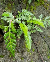 Asplenium pekinense