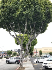 Ficus microcarpa