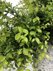 Ficus microcarpa