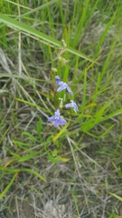 Lobelia gattingeri