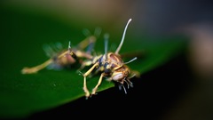 Ophiocordyceps humbertii