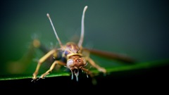Ophiocordyceps humbertii