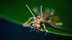 Ophiocordyceps humbertii