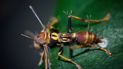 Ophiocordyceps humbertii