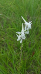 Delphinium carolinianum virescens