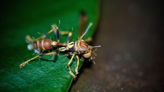 Ophiocordyceps humbertii